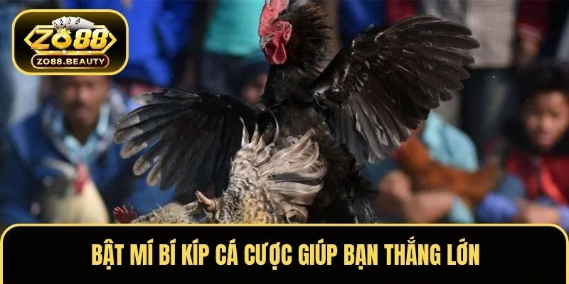 Bật mí bí kíp cá cược giúp bạn thắng lớn