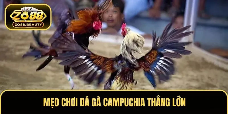 Chiến thuật chơi đá gà Campuchia đạt hiệu quả cao