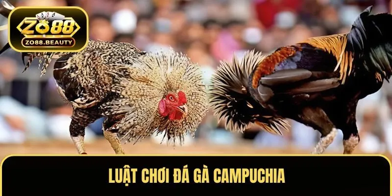 Luật đá gà Campuchia mà kê thủ cần biết 
