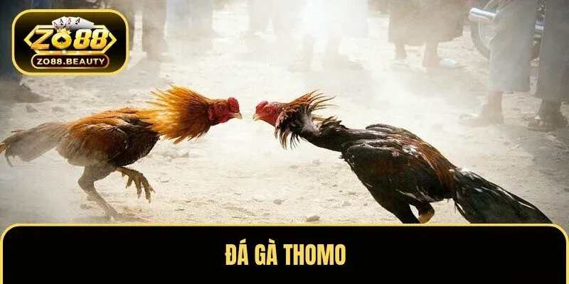 Đá gà Thomo