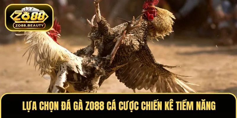 Lựa chọn đá gà ZO88 cá cược chiến kê tiềm năng