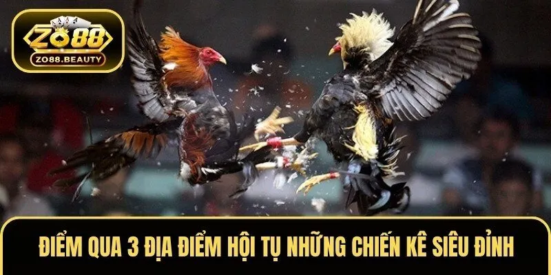 Điểm qua 3 địa điểm hội tụ những chiến kê siêu đỉnh