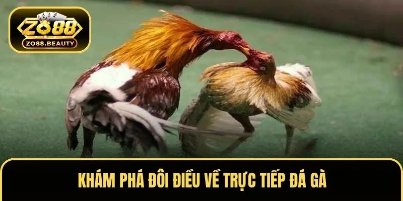 Khám phá đôi điều về trực tiếp đá gà