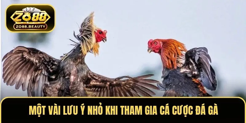 Một vài lưu ý nhỏ khi tham gia cá cược đá gà