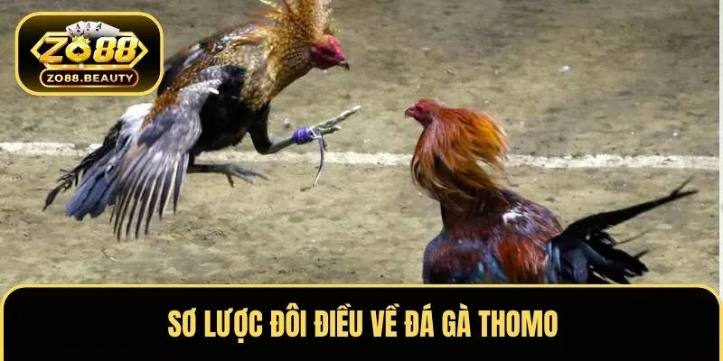 Sơ lược đôi điều về đá gà Thomo